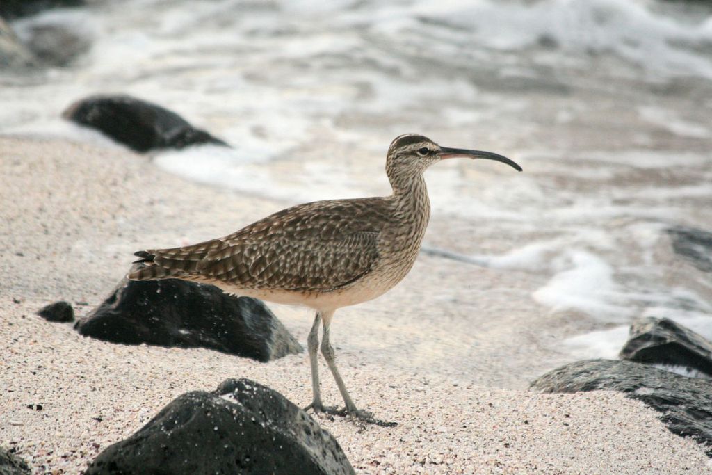 Whimbrel at Galapagos, Ecuador (photo from Wikimedia Commons)