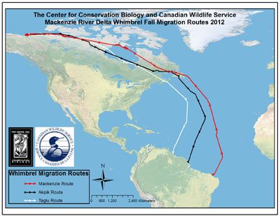 Whimbrels' transoceanic flights from Mackenzie Delta to South America (map from Center for Conservation Biology, August 2012)