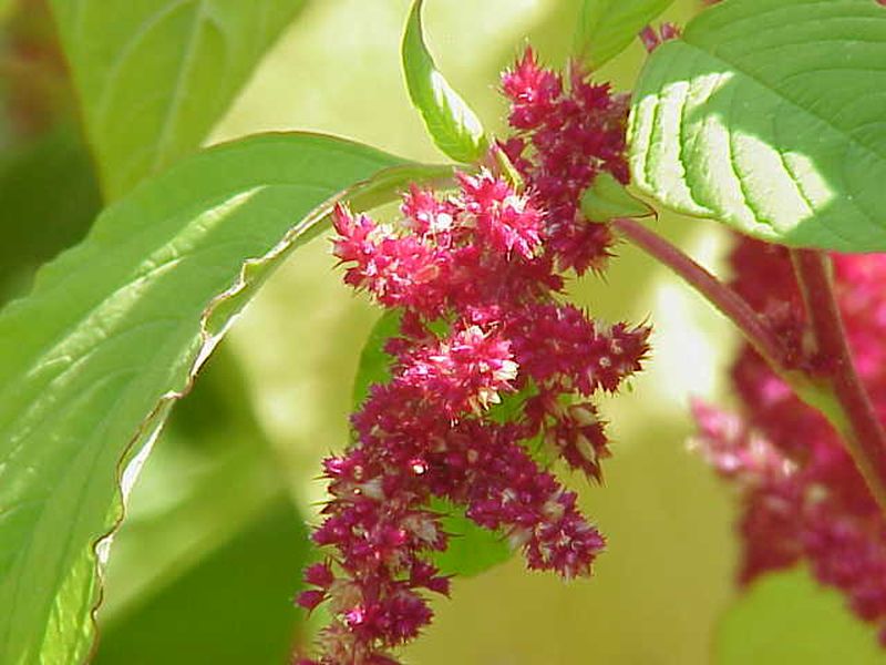 Red amaranth flowers (photo from Wikimedia Commons)