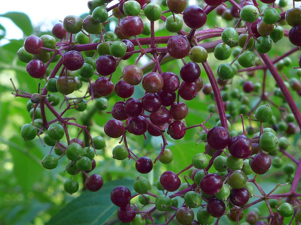 Elderberries at Jennings, 4 Aug 2018 (photo by Kate St. John)