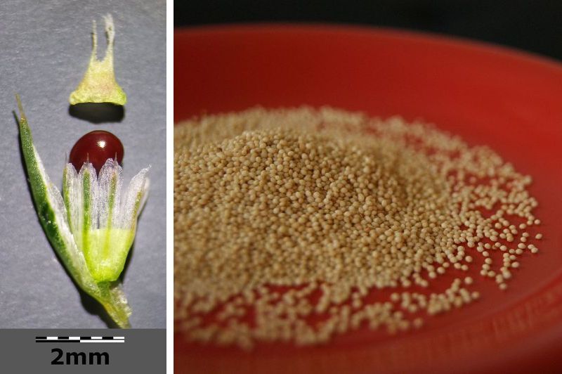 Fruit with seed; amaranth grain (photos from Wikimedia Commons: fruit, grain)