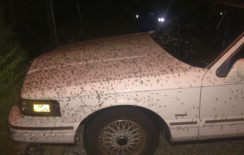 Mayflies on a car at Catawba Island, Ohio (photo by Rona Proudfoot on Flickr, Creative Commons license)