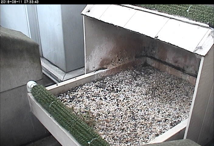 Cathderal of Learning nestbox, 11 Aug 2018 (photo from the National Aviary snapshot camera at Univ of Pittsburgh)