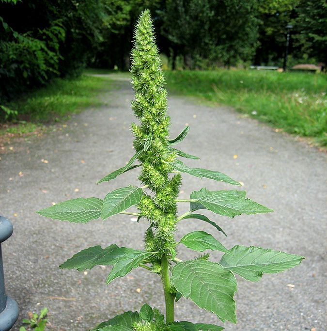 Amaranth in bloom (photo from Wikimedia Commons)