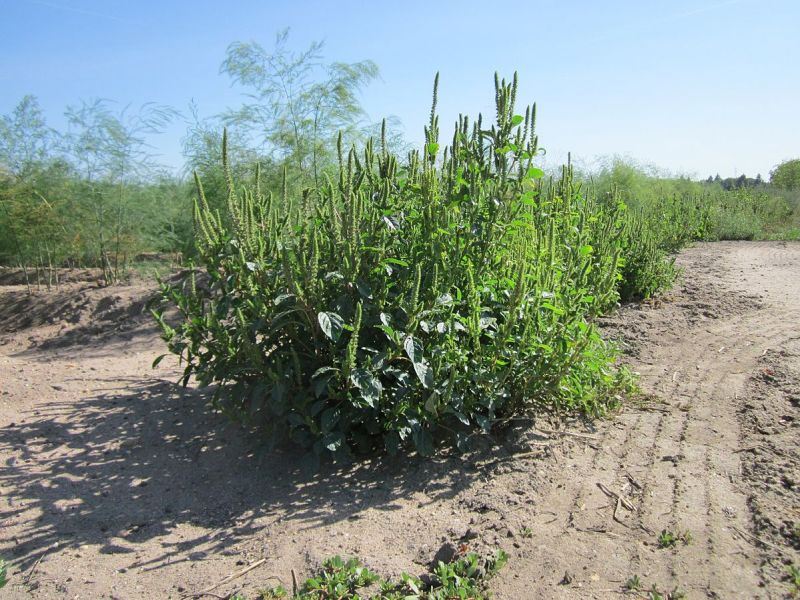 Amaranth found as a weed in an asparagus field (photo from Wikimedia Commons)