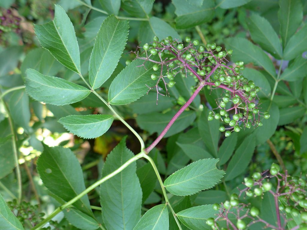 Elderberry stem, leaves, unripe fruit (photo by Kate St. John)