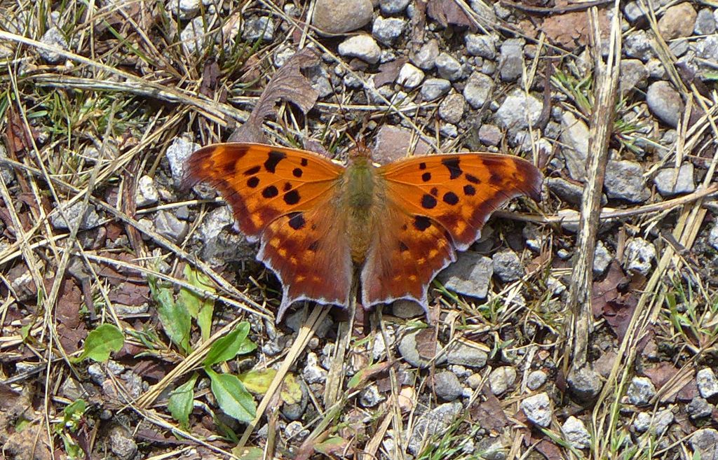 Question mark butterfly dorsal view (photo by Kate St. John)