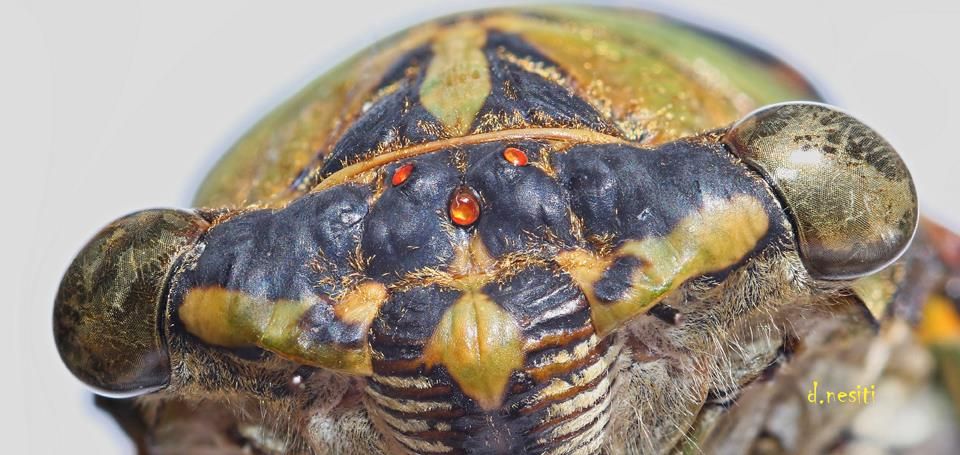 Cicada closeup (photo by Dana Nesiti)