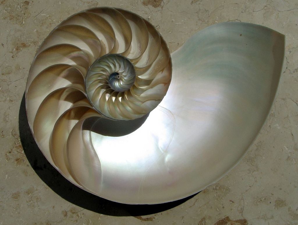 Nautilus shell sliced in half (photo from Wikimedia Commons)