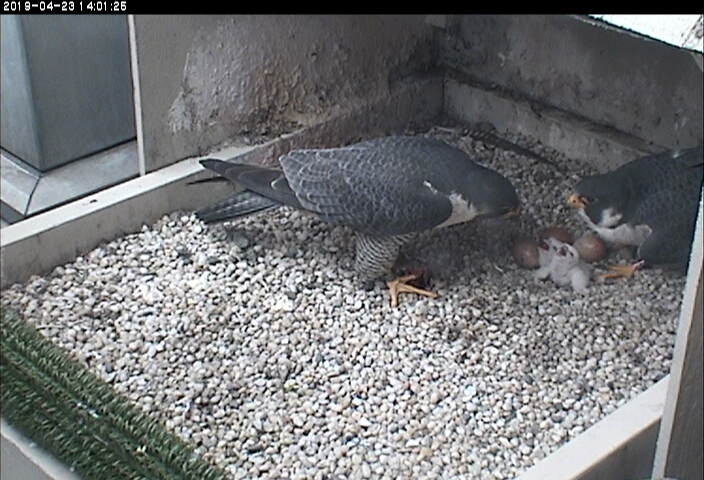 Two adults, two chicks, three eggs 23 April 2019, 2:01pm
