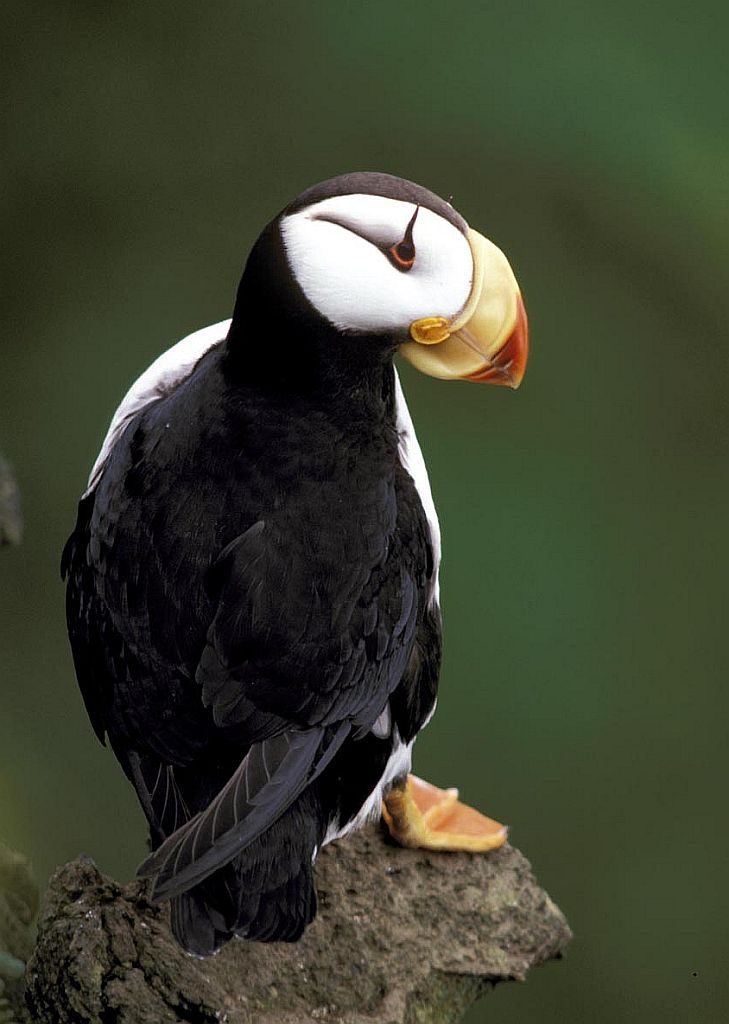 Tufted Puffin - eBird