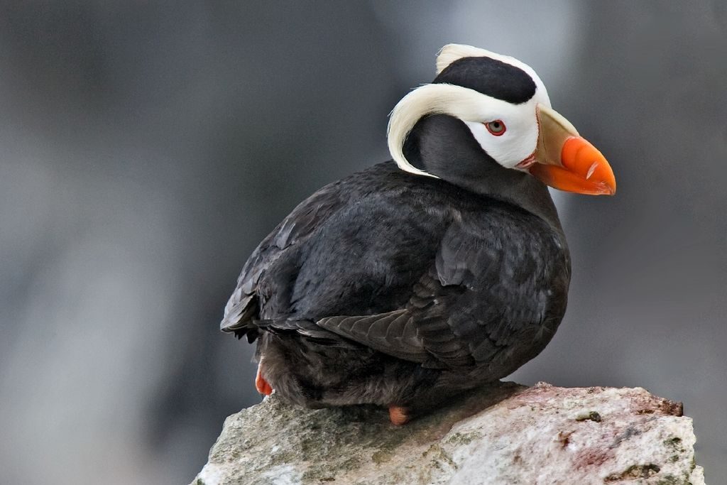 Horned and tufted puffin photos from Alaska's coast.