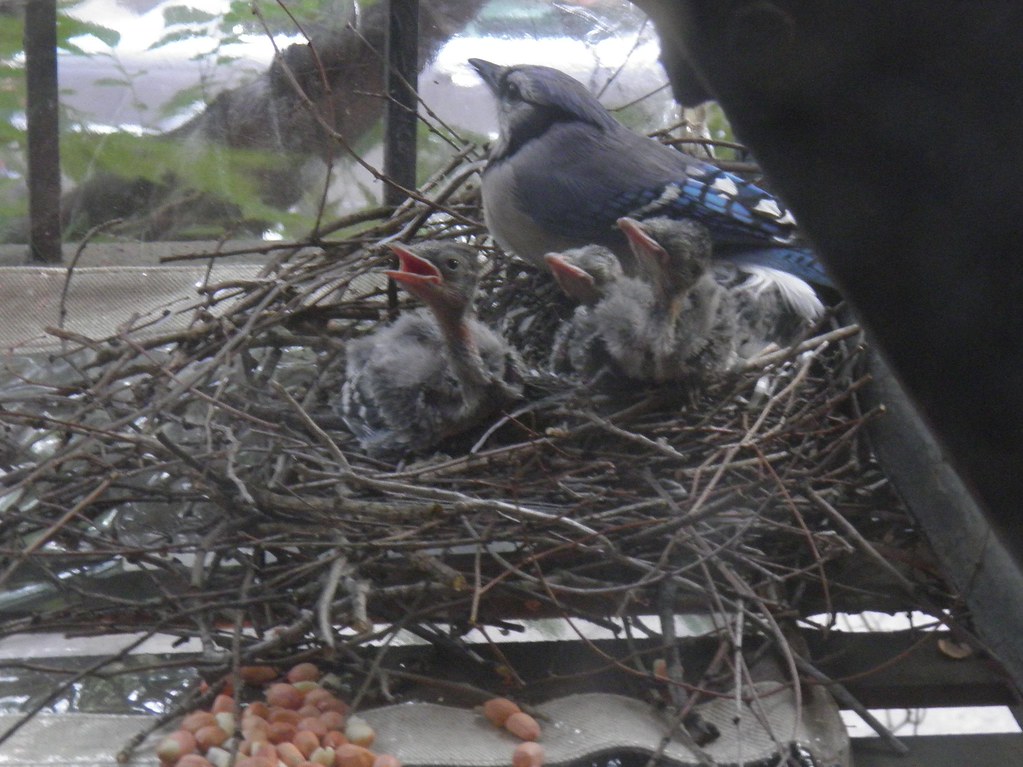 Blue Jays Nesting Outside My Window