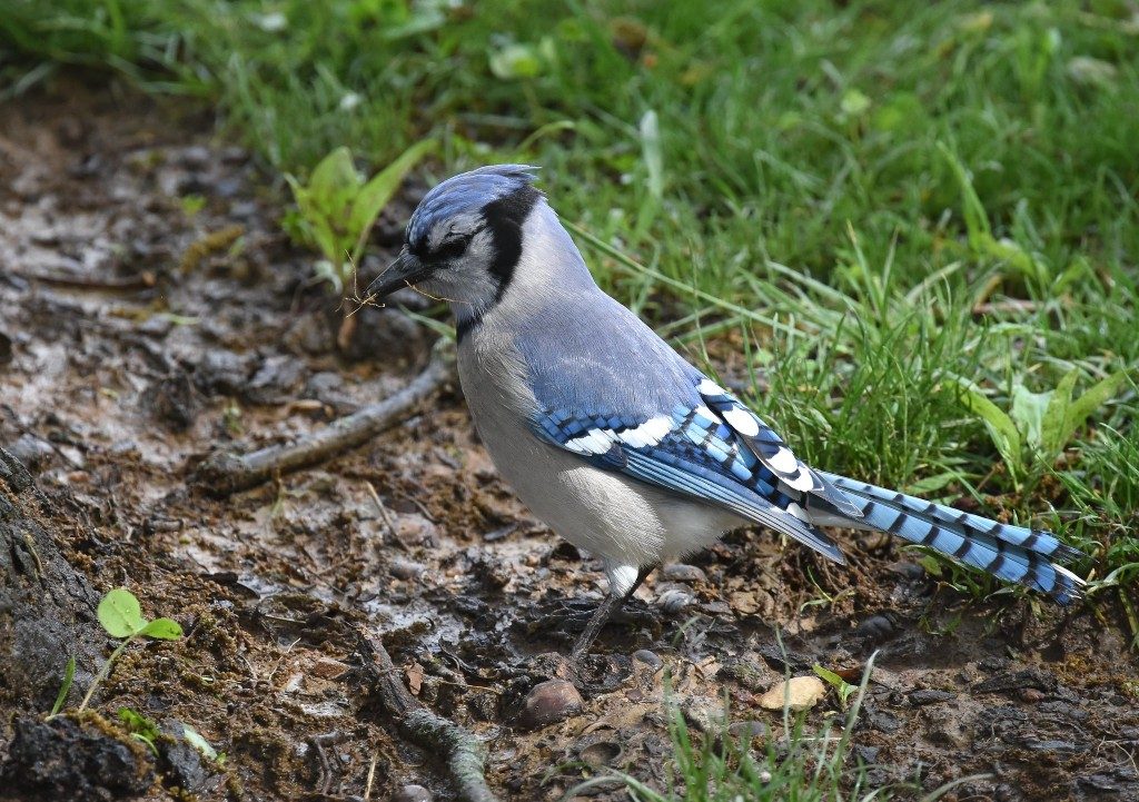 Blue Jays Nesting Outside My Window