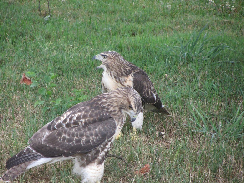 Juvenile red-tailed hawks in Schenley Park (photo by Jim Funderburgh)