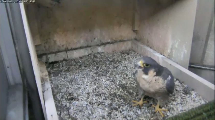 Live Birds In 4K! Cornell Lab FeederWatch Cam at Sapsucker