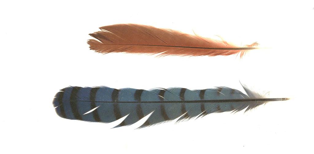 Types of Bird Feathers - Use Shape to Identify Feathers 