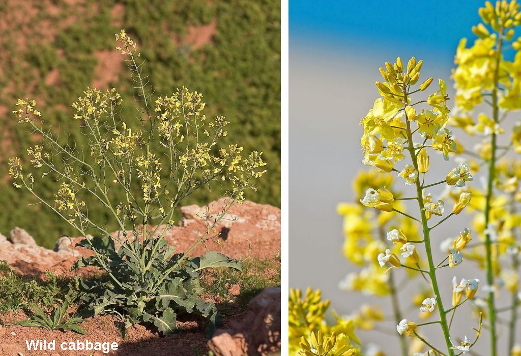 Brassicaceae - Wikipedia