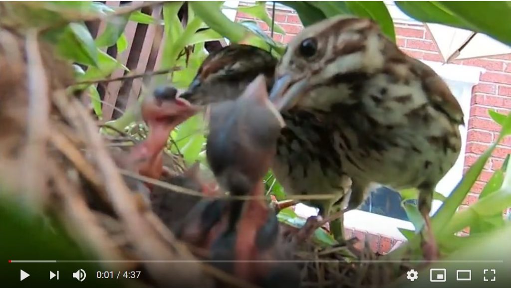 Song Sparrow Babies At The Nest Outside My Window