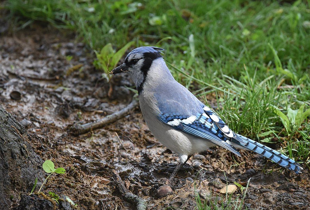 Blue Jays Building Nests Outside My Window