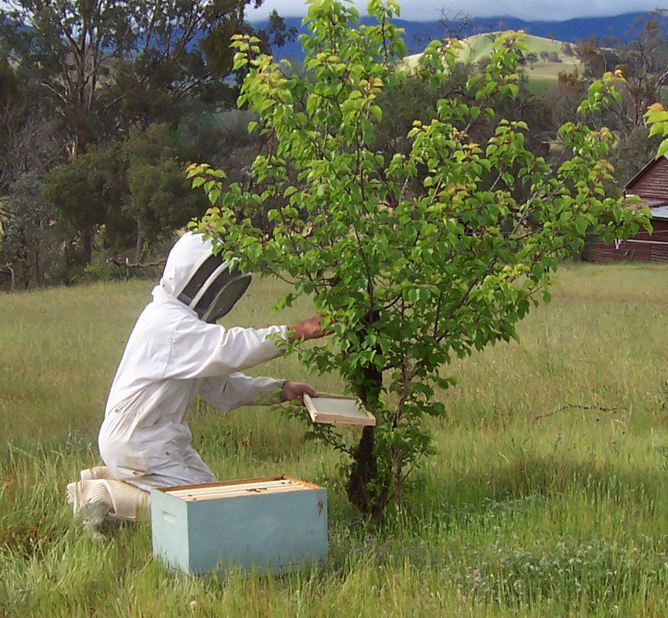 Beekeeping - Wikipedia