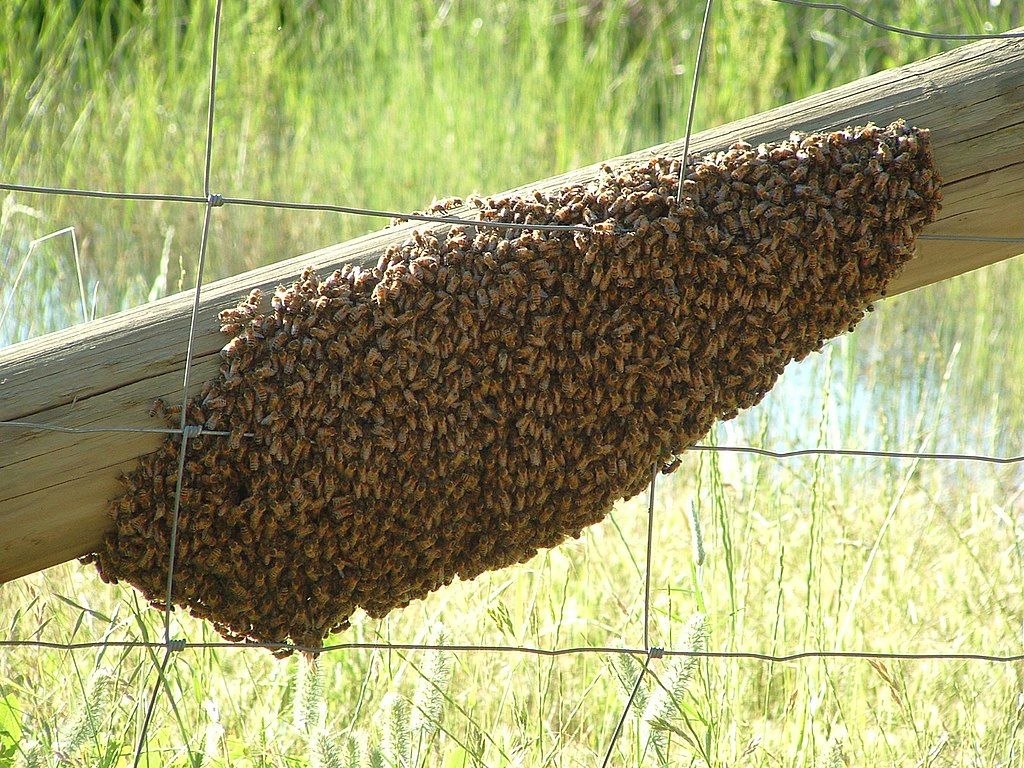 Beekeeper - Wikipedia