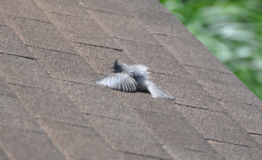 TUTI_sunbathing_20210623_DSC_0702_bobdonnan.jpg