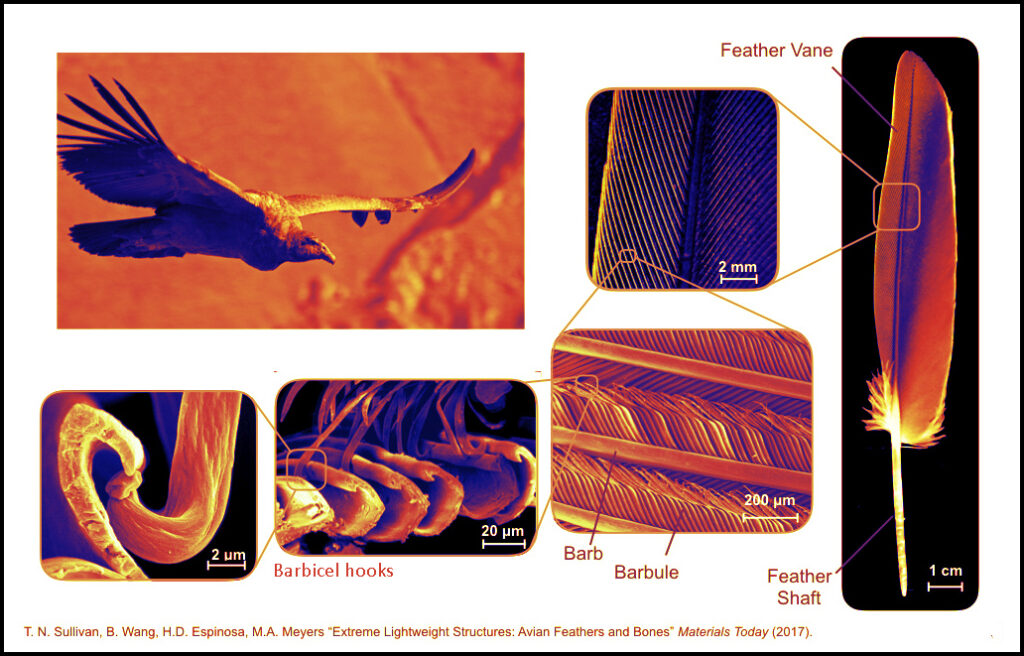 Parts of a Bird: Feather Areas - Avian Report