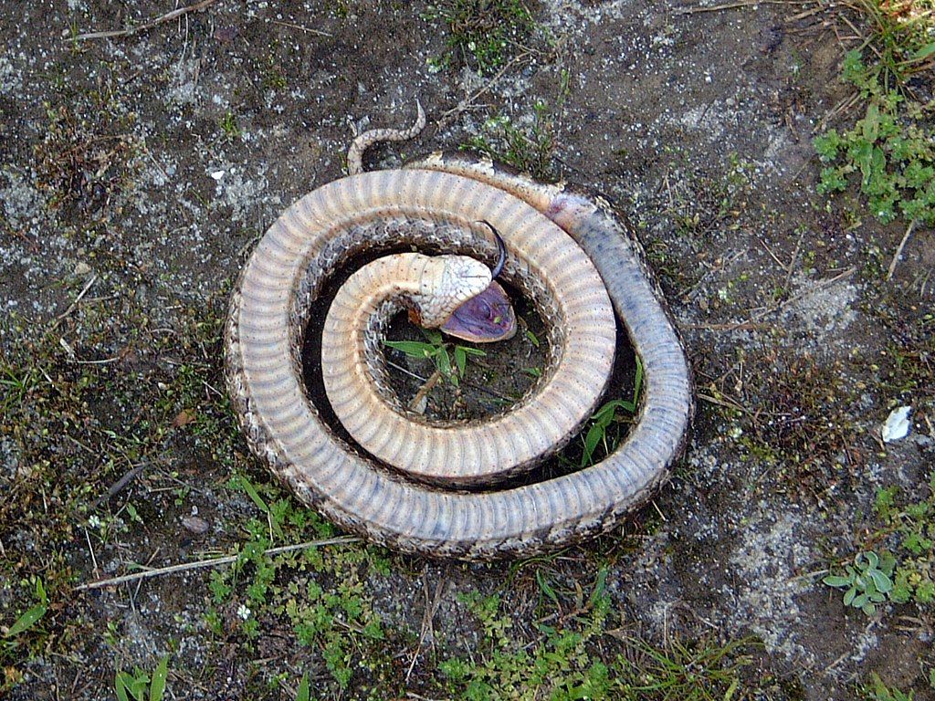 Watch the hognose snake play dead to deceive predators – How It Works