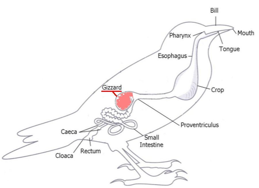 Bird Anatomy Outside My Window
