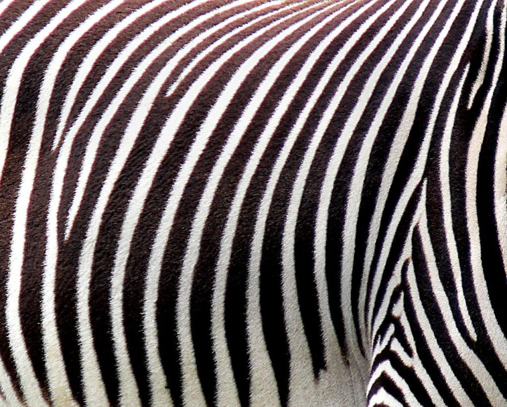 Why Do Zebras Have Stripes? 