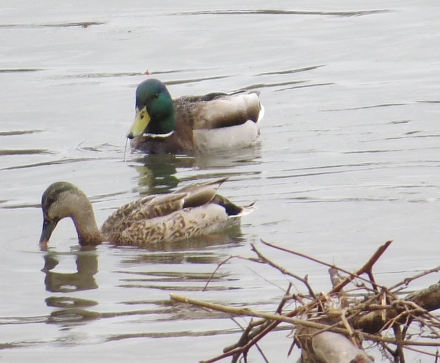 Female Mallard Becoming Male Outside My Window