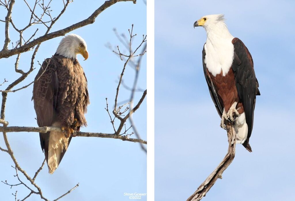 Africa's Fish Eagle is a Lot Like Ours