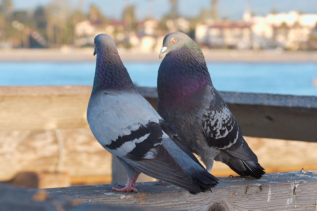 Pigeons Conspicuously Court docket in Public